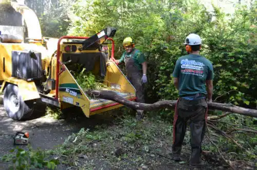 tree services Rock Falls